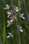 Epipactis palustris